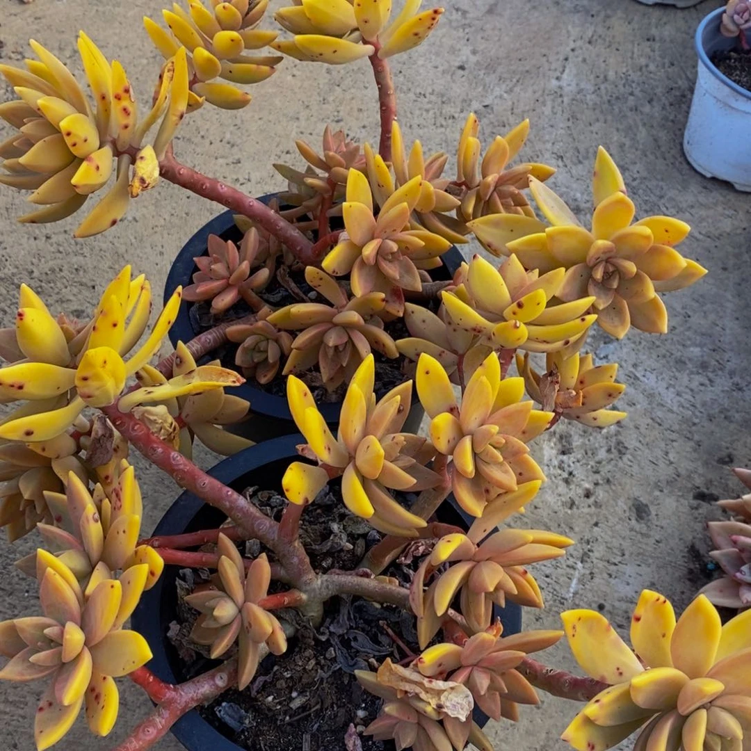 布丁大盆两盆多肉