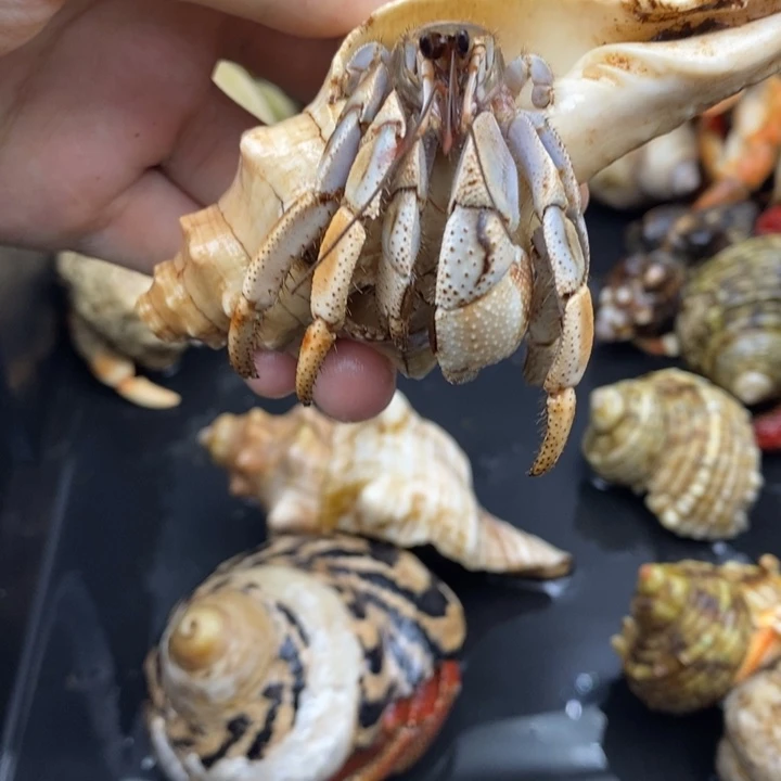 马岛深紫特价商品