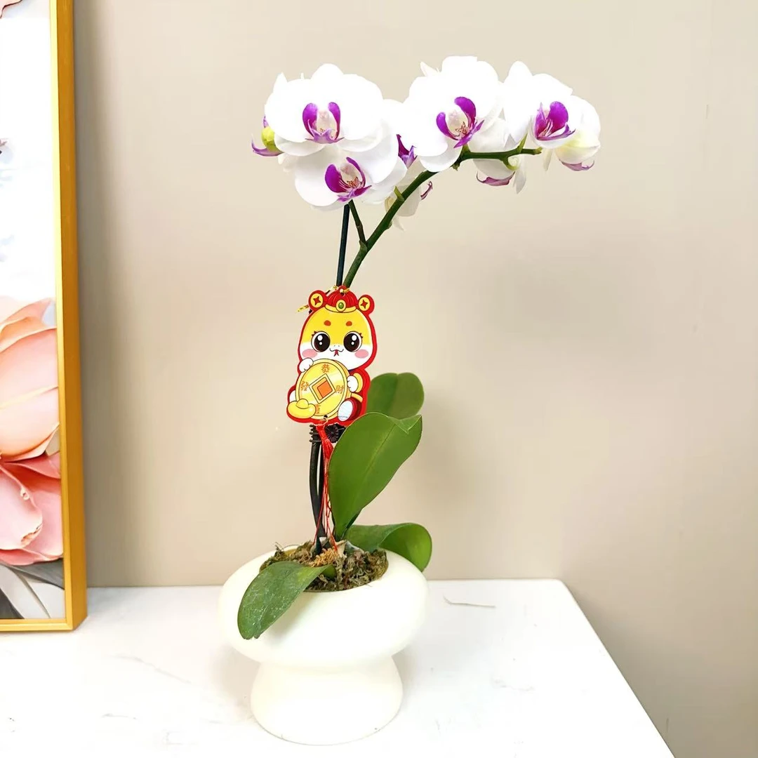 A级【雪玉】精品 蝴蝶兰