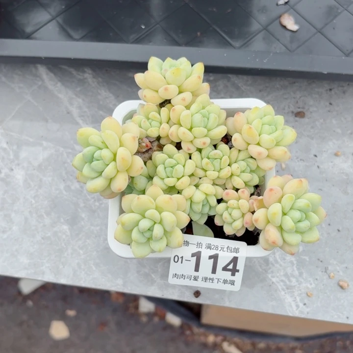 樱花罗琦无盆土发货多肉多