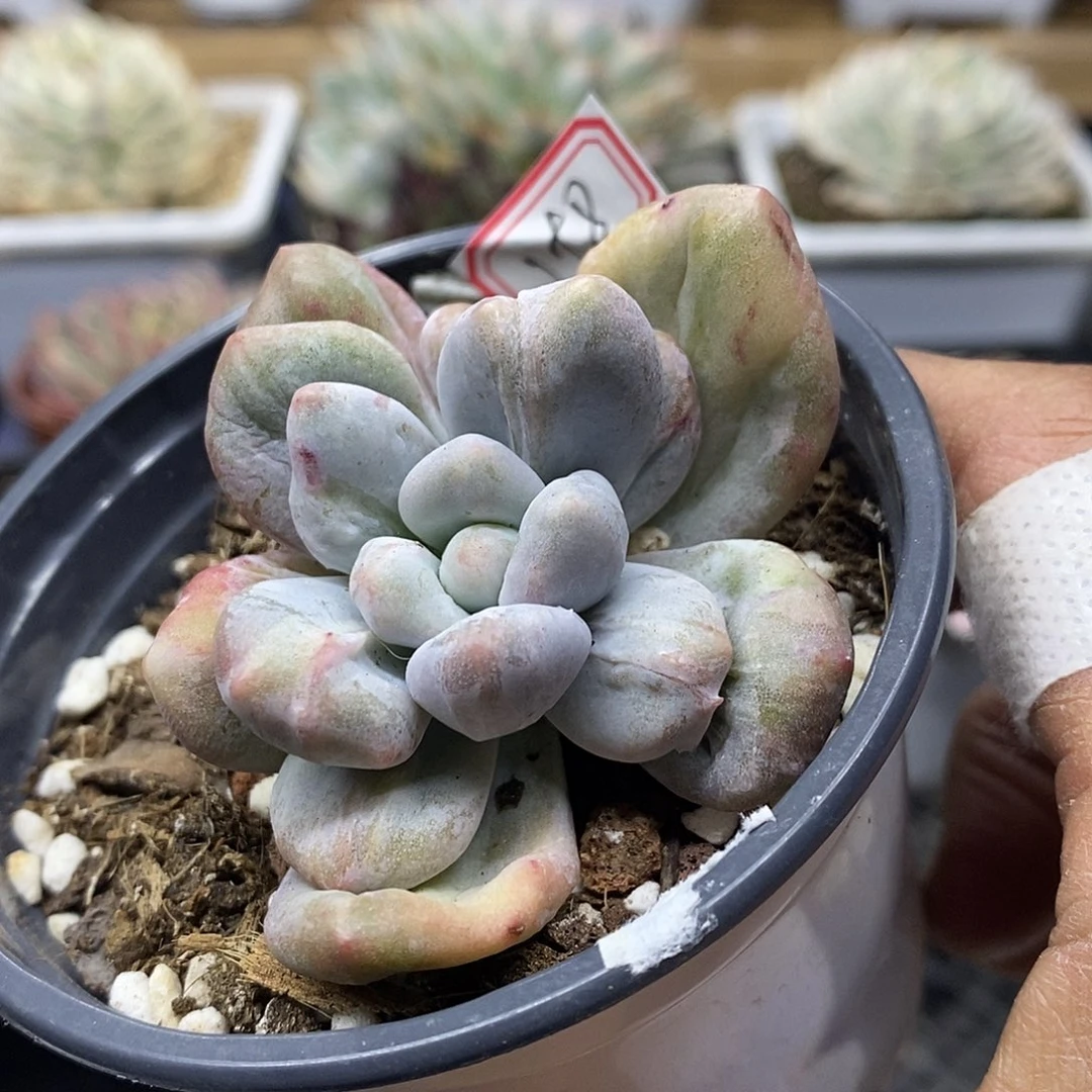 21198 新香水石化