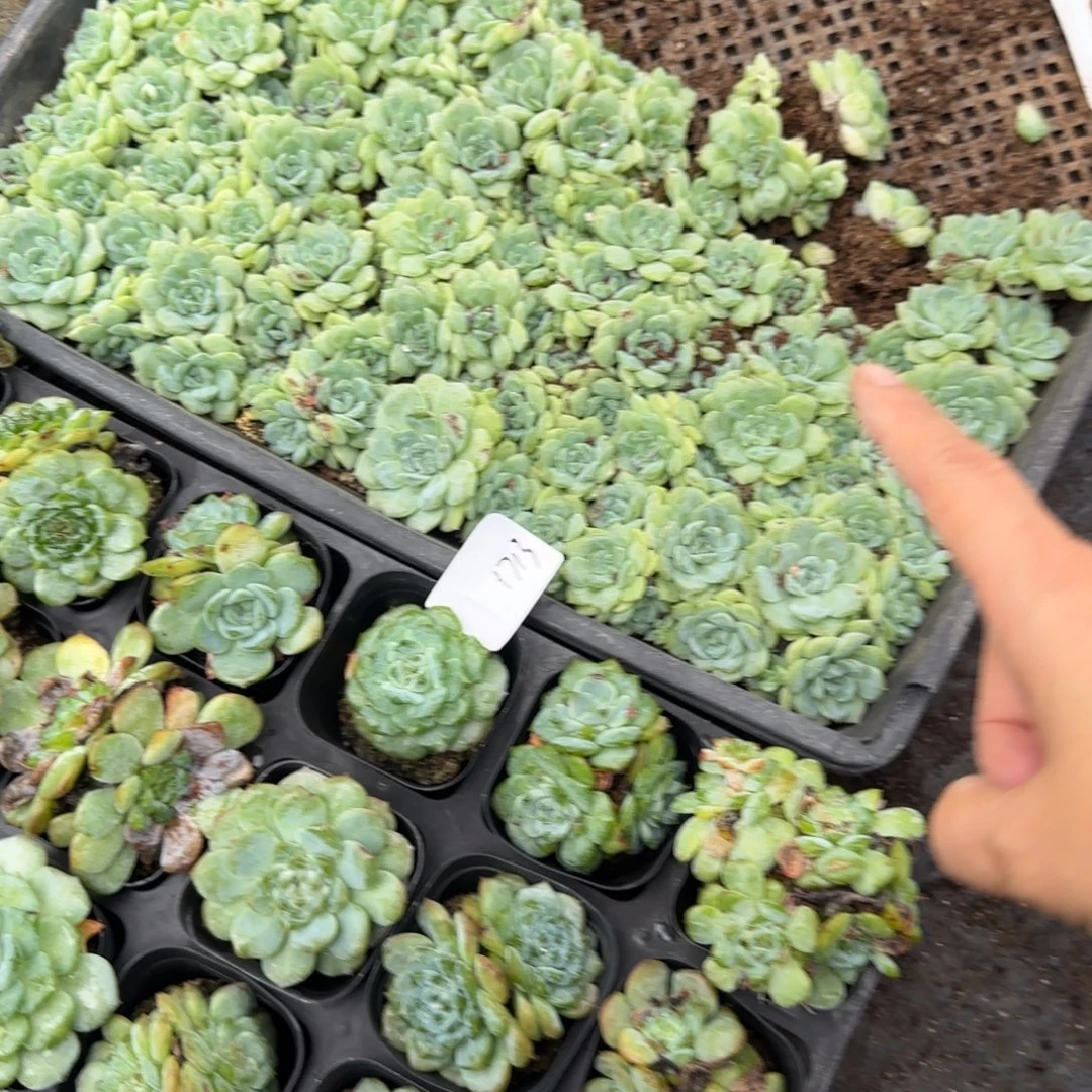 1713 号2半框满29包邮