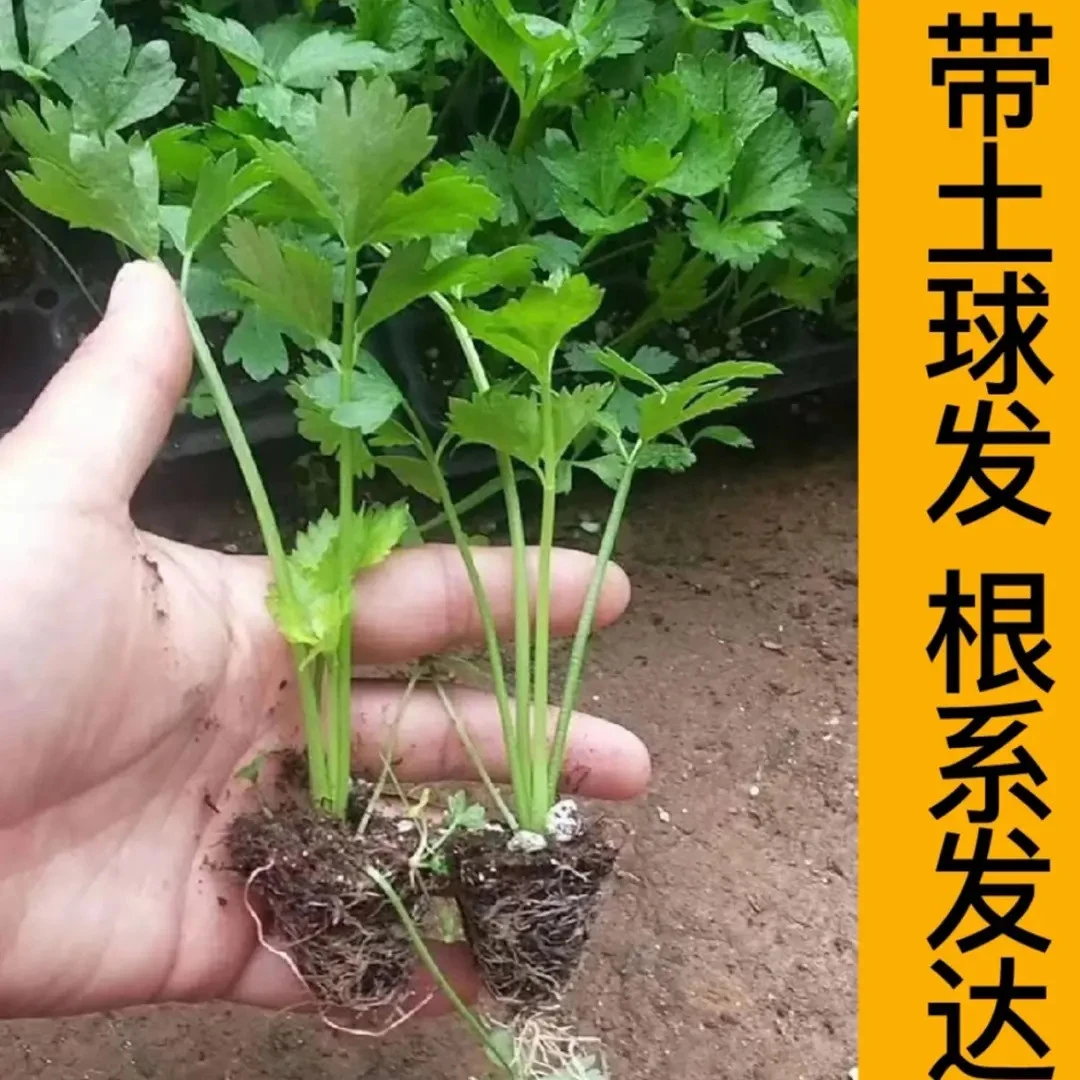 【对版芹菜苗】皇后大西芹四季小香芹阳台盆栽小院种植