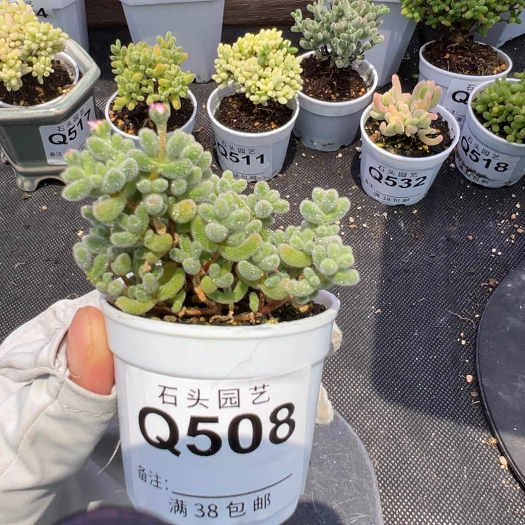 多肉植物枝干冰晶特殊个体1颗