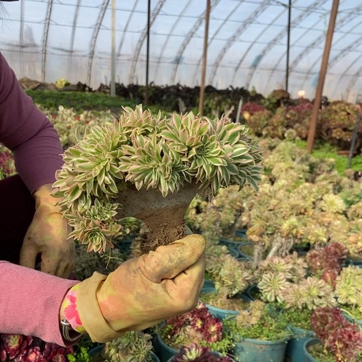 流*雨102夕颜缀化老桩