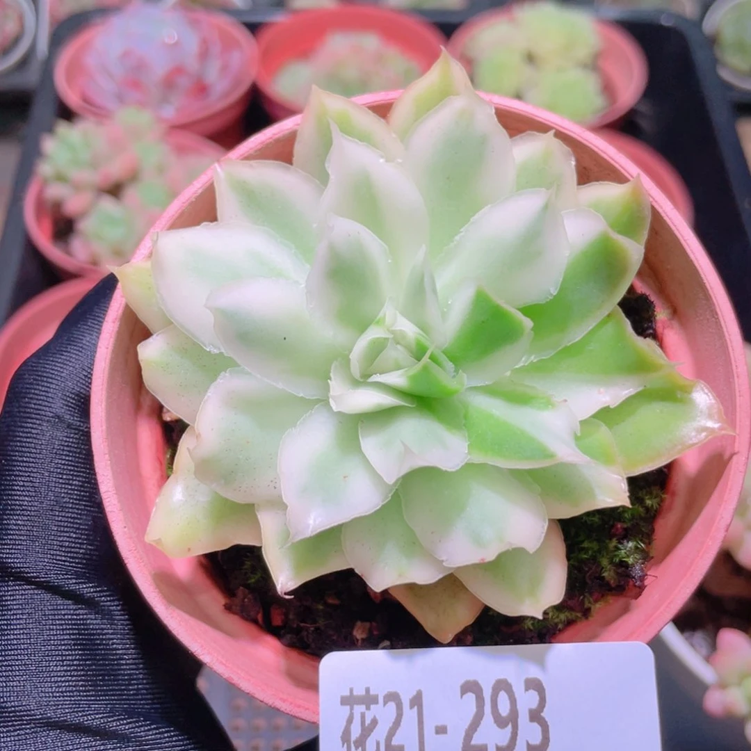 花利美21-293紫蝴蝶锦