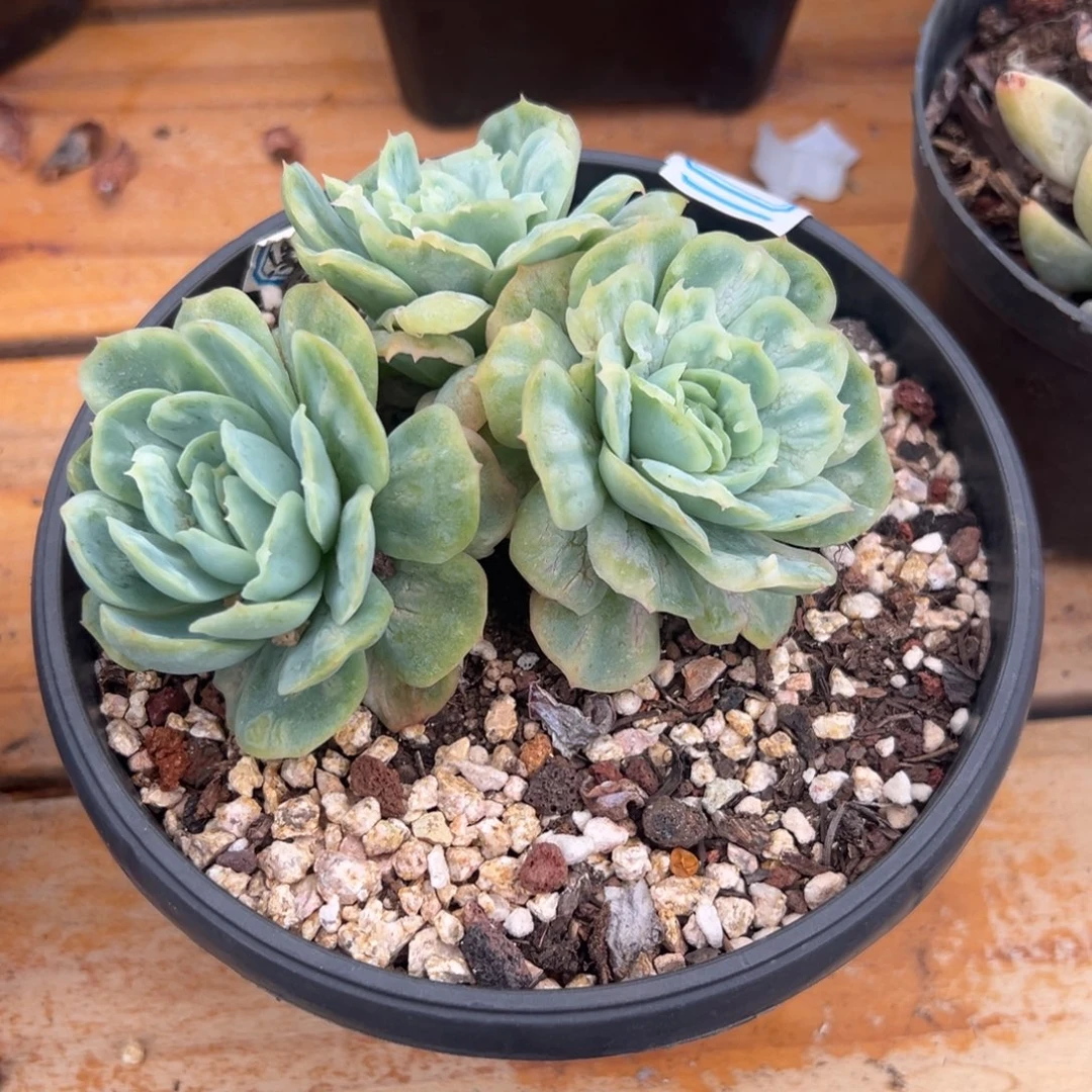 多肉植物泡泡纱裙