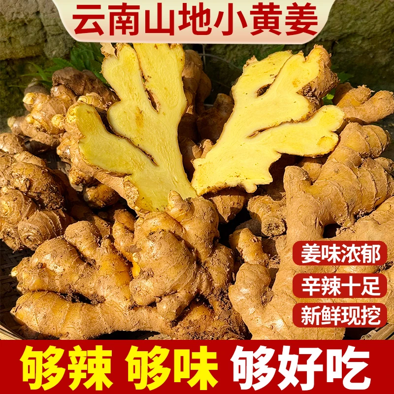 云南高山新鲜现挖小黄姜整姜无硫磺健康调味蔬菜果蔬