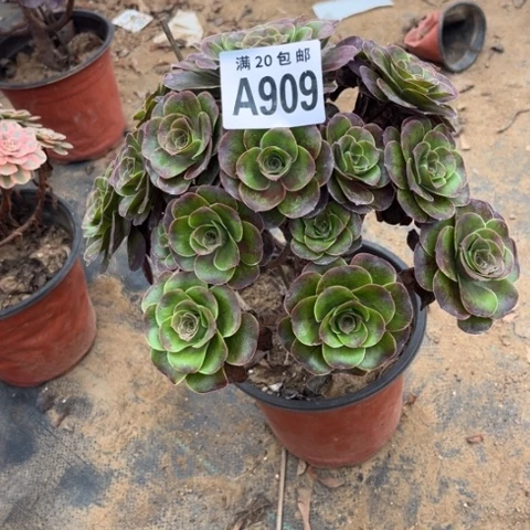 909枚金玫瑰不包断枝