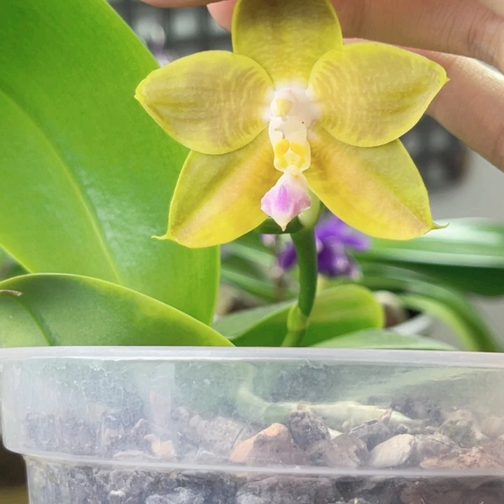 完全开放弥陀熊王-931