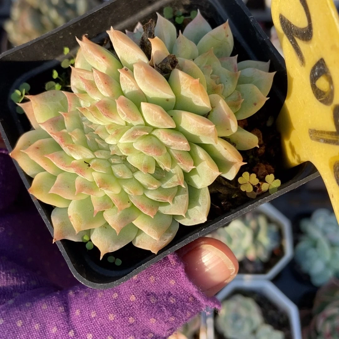 2096女王缀多肉植物