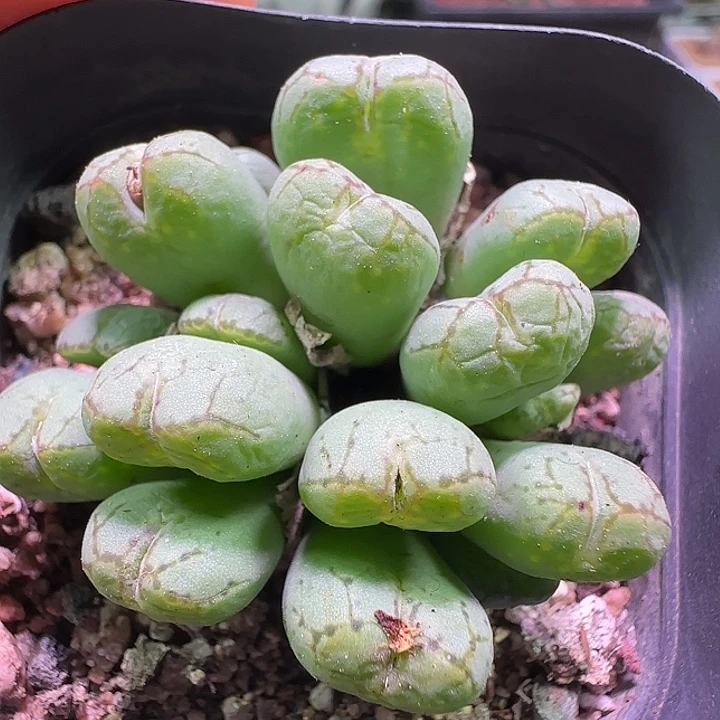 哈哈哈哈哈哈哈。135