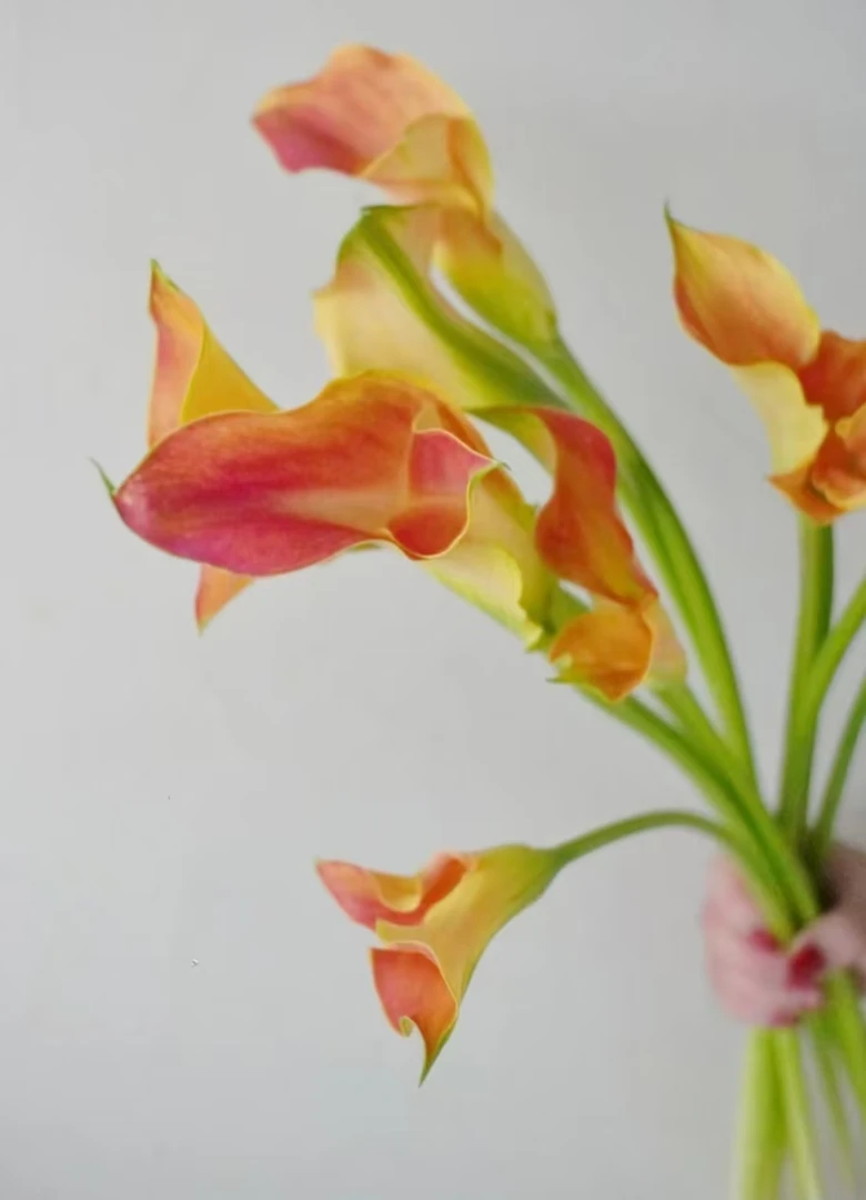 进口橙色马蹄莲鲜切花云南基地直发