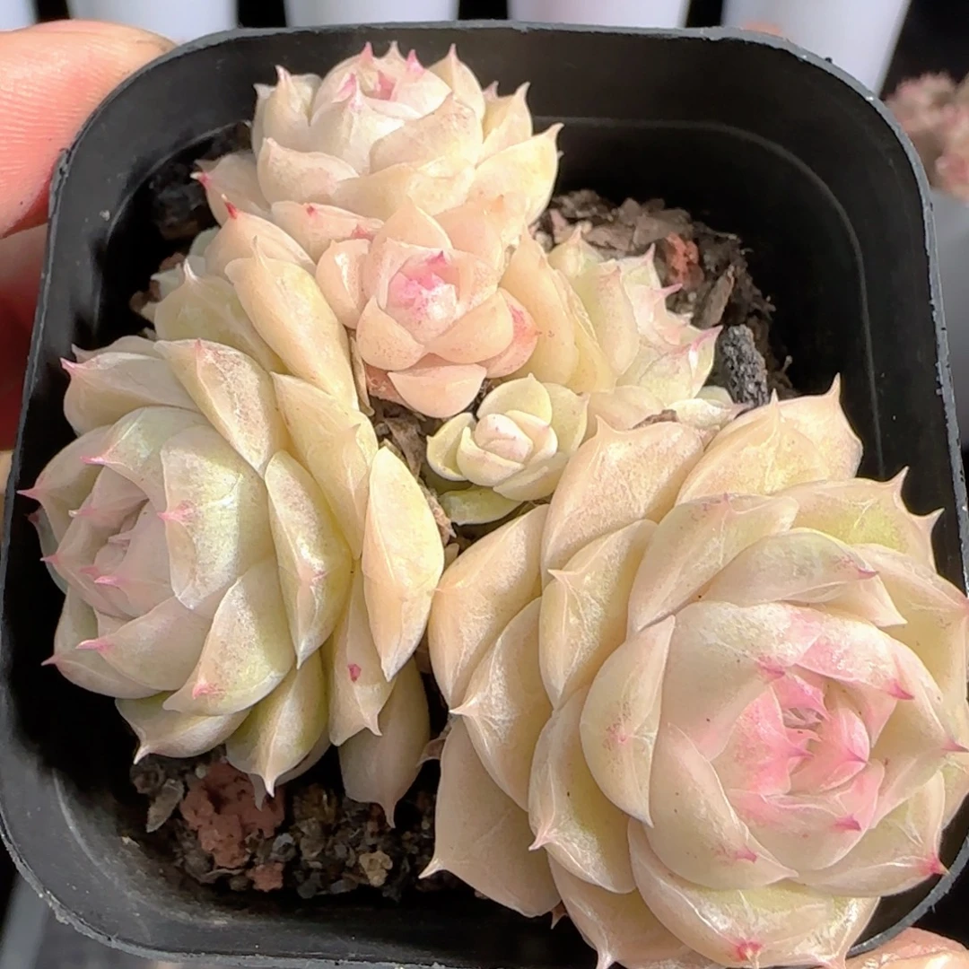 多肉0105-150包子麦秆