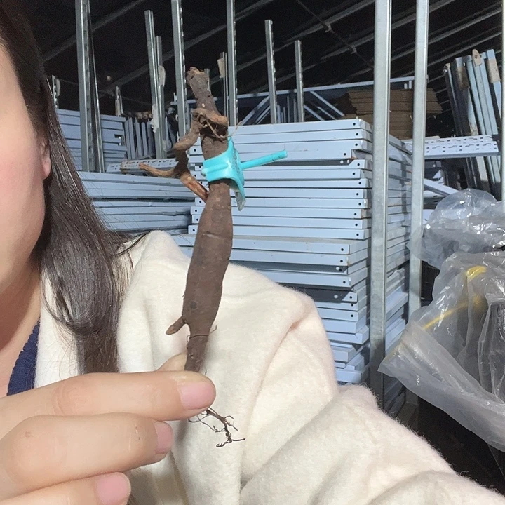 当前无花栽培后可以开花维多利亚根芽