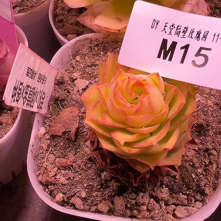 苗苗杨杨山地玫瑰15