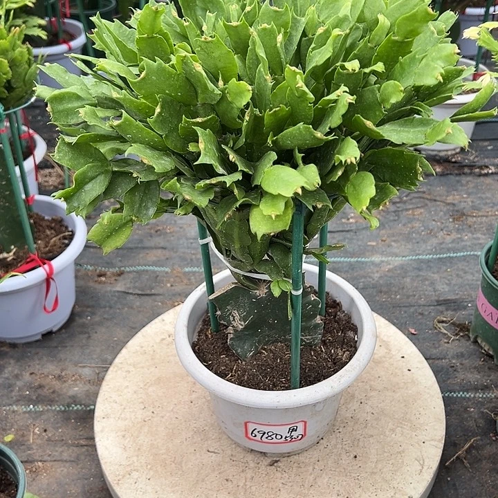 用***7白盆蟹爪兰原土带花架