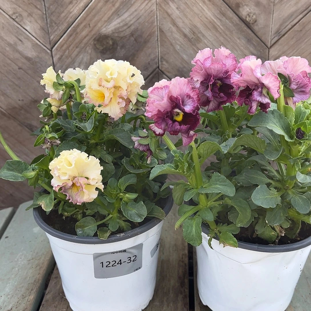 完全开放芊1224–32