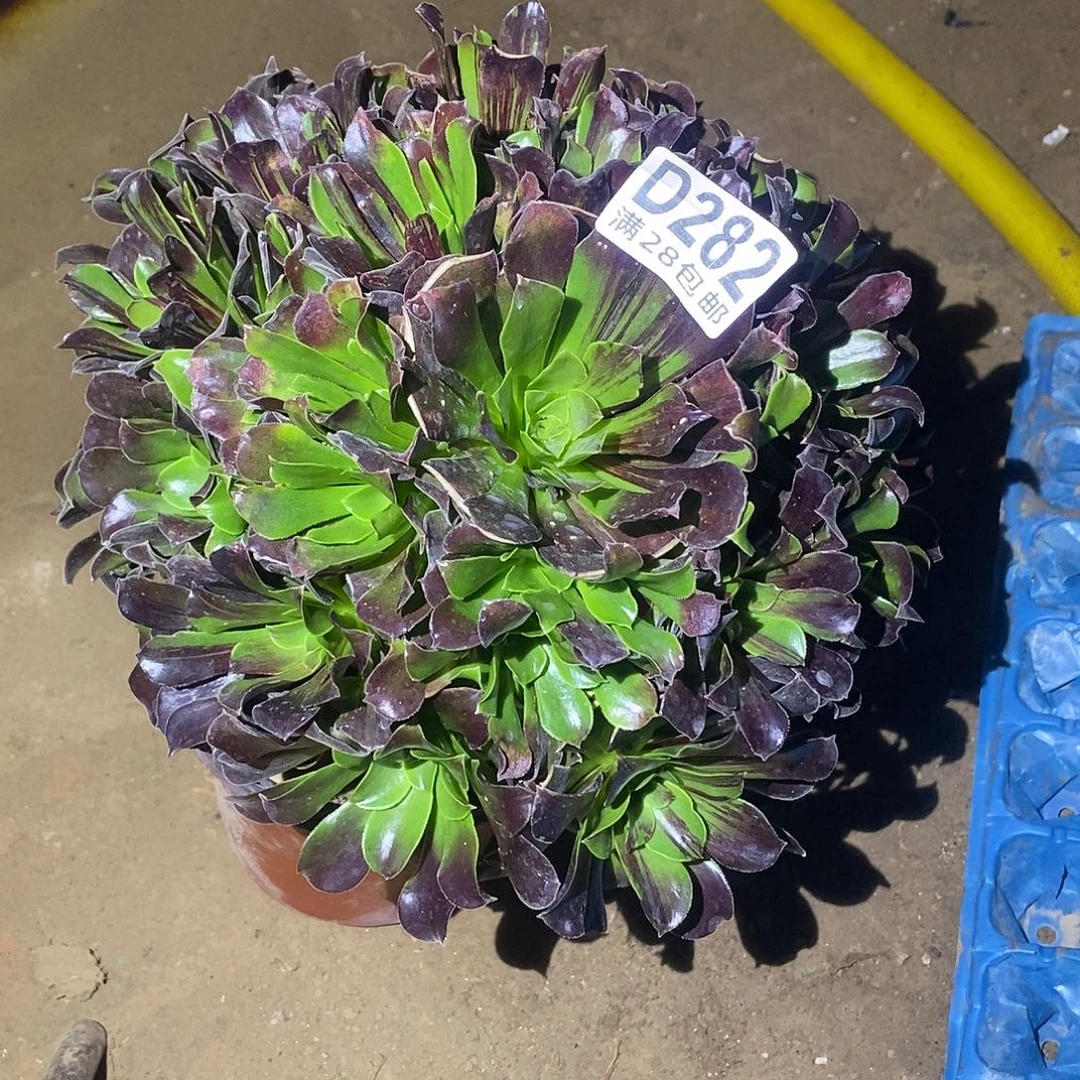 282 多肉植物不包断枝
