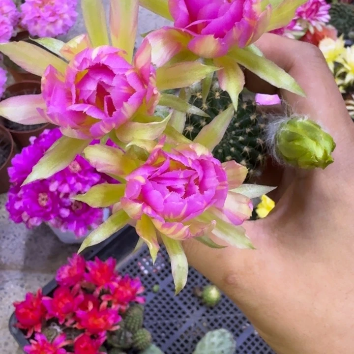 26丽花汤姆歪2到3公分左右无根侧牙，20包邮