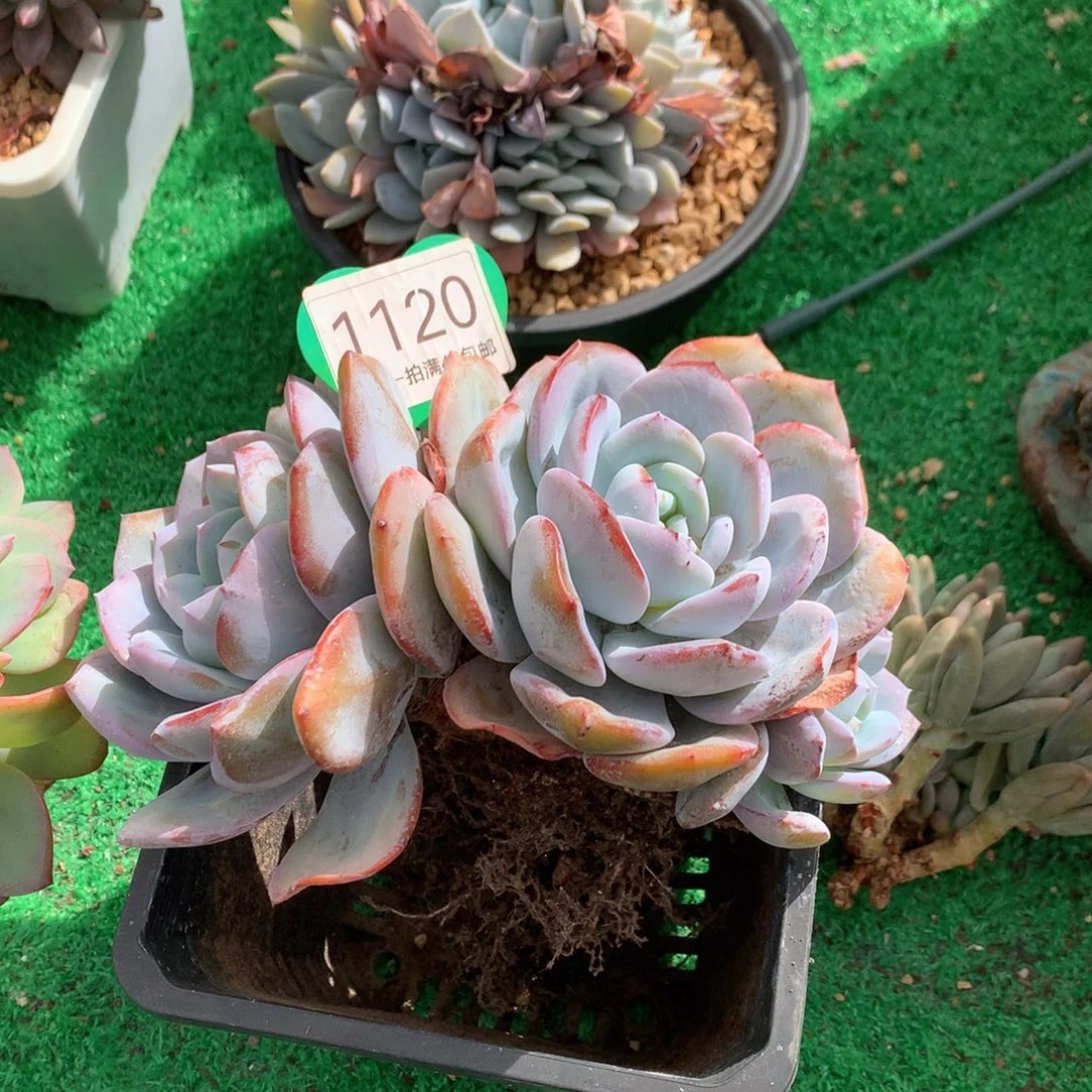 韩版奶茶老桩无砍1120