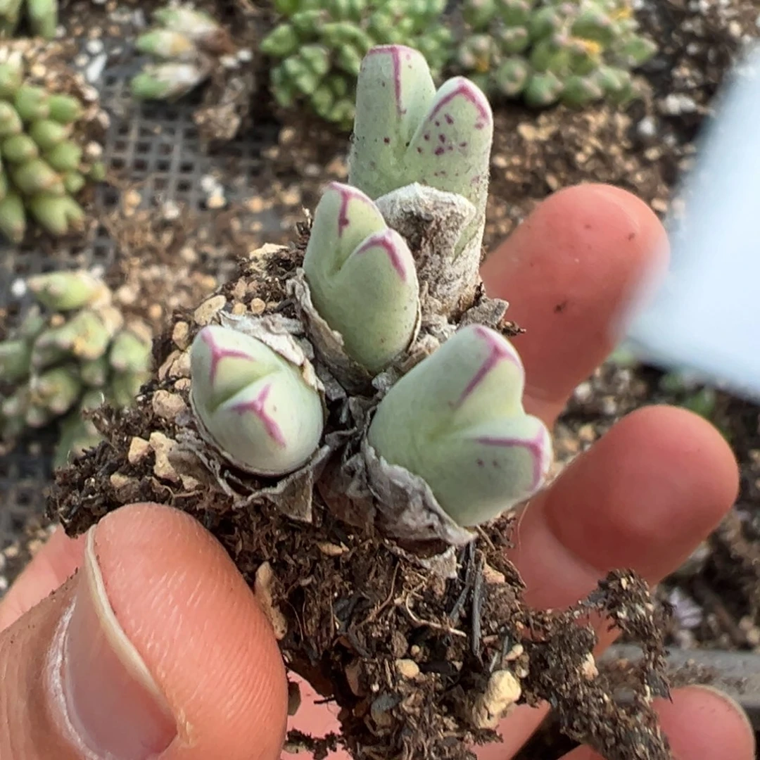 24-130肉锥多肉植物，