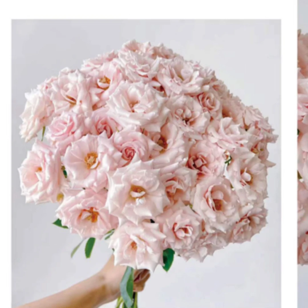 10支 粉马祖利卡泡泡 玫瑰天冷地区拍保温 不拍冻坏不售后