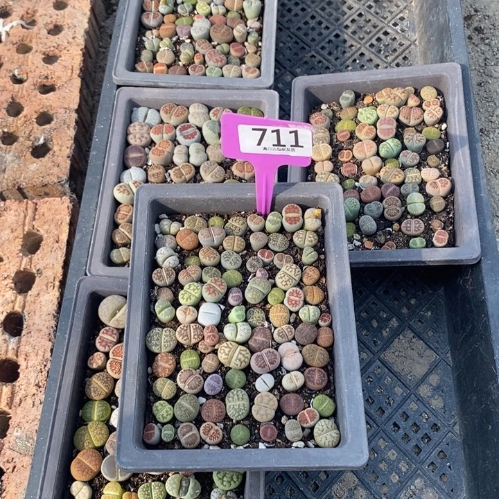 a***d生石花等植物的生长711