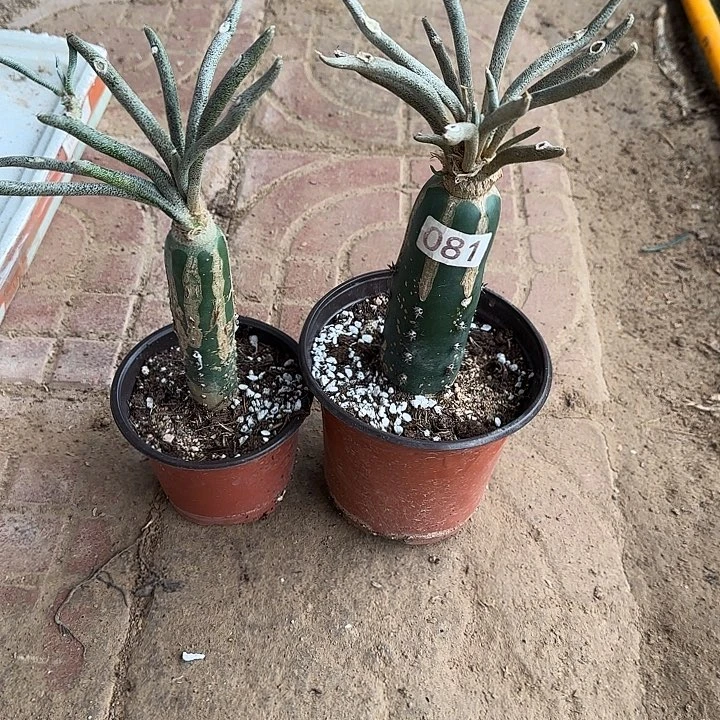 *****无花朵嫁接美杜莎081两棵