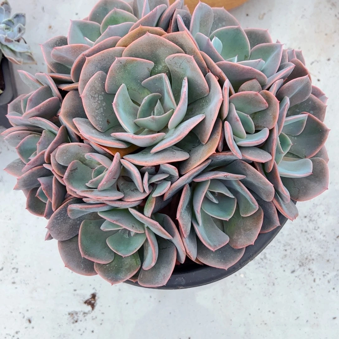 多肉植物组合盆栽