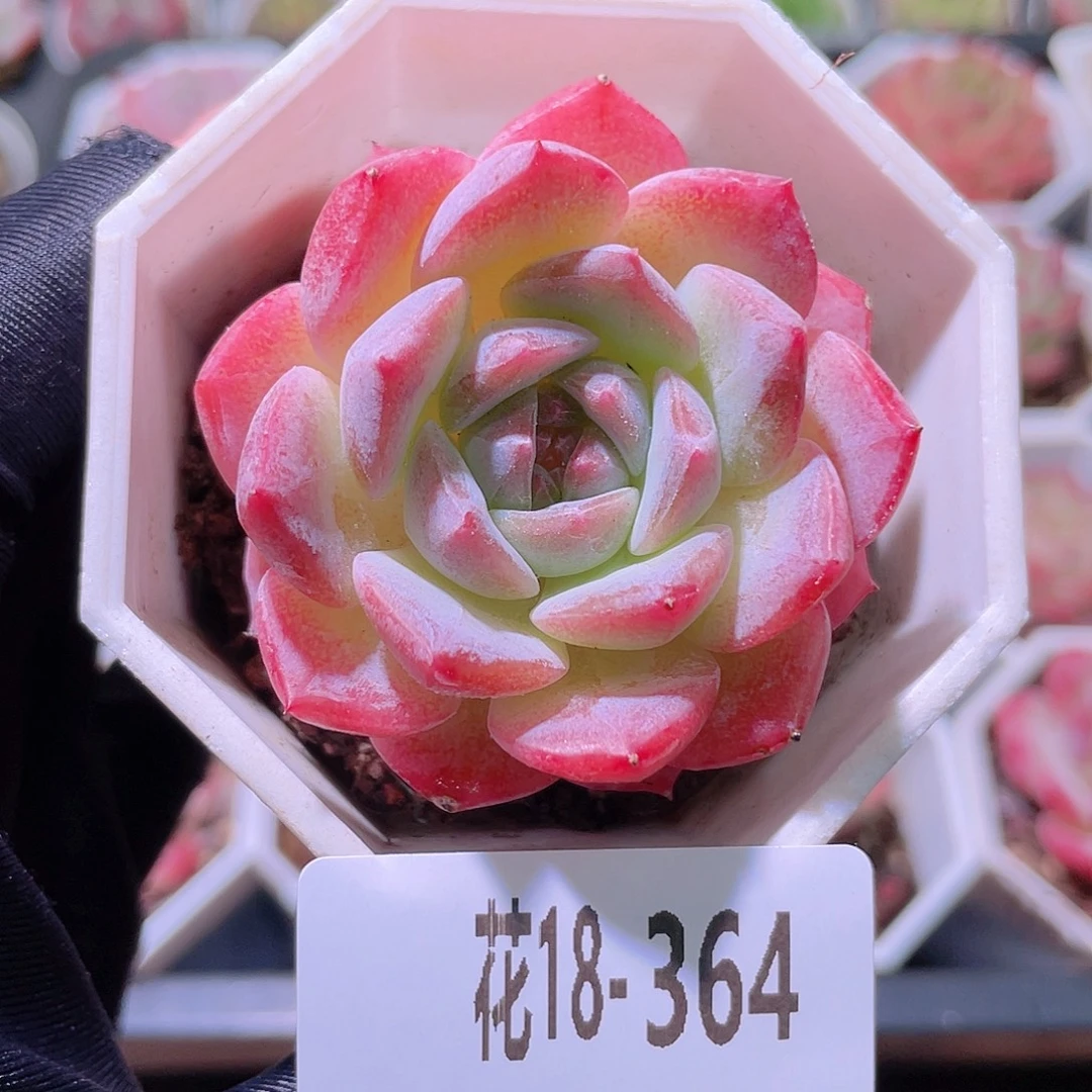 花利美18-364精选糖心