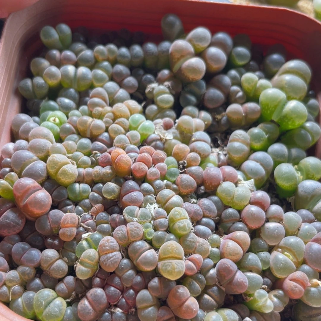 五彩风铃一物一拍～55555