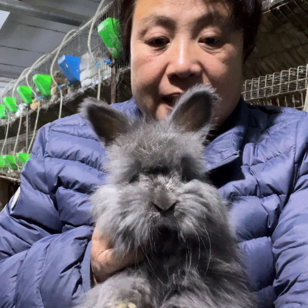 宠物兔英系安哥拉兔