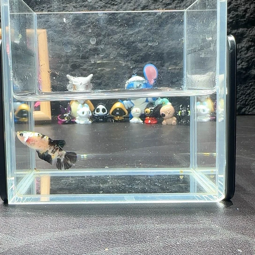 斗鱼十二月二十七号