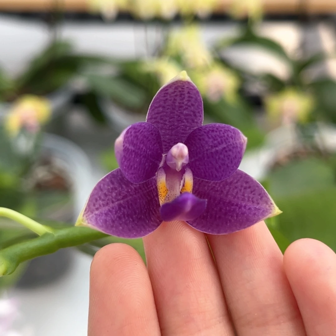 完全开放2.5寸柳林蓝星开花株