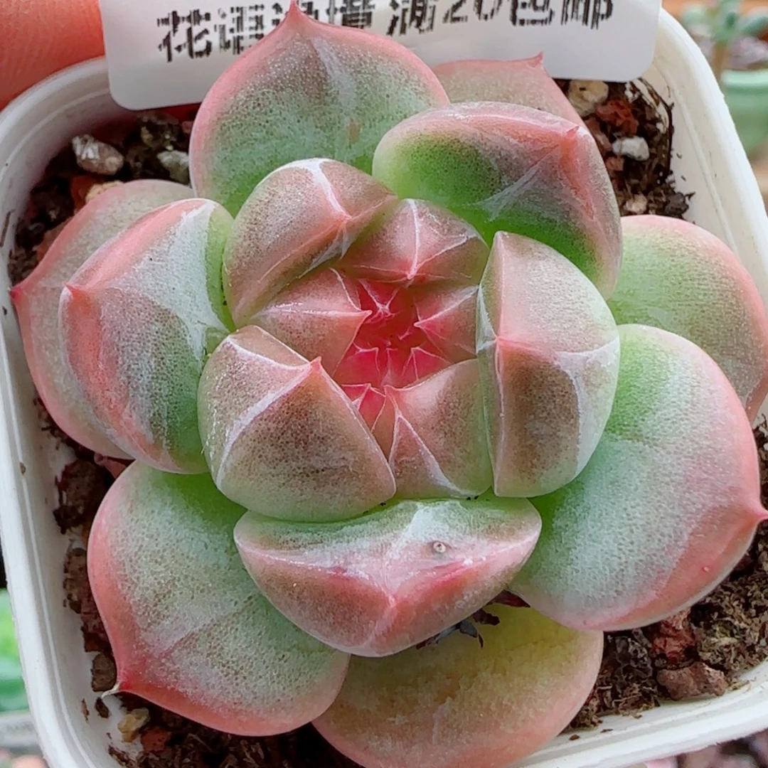 花语逸镜1014-215钻石珍妮