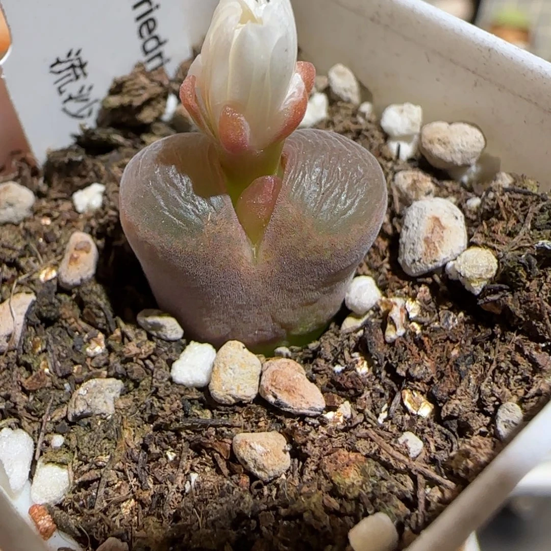 肉锥多肉植物组合-流沙有疤107