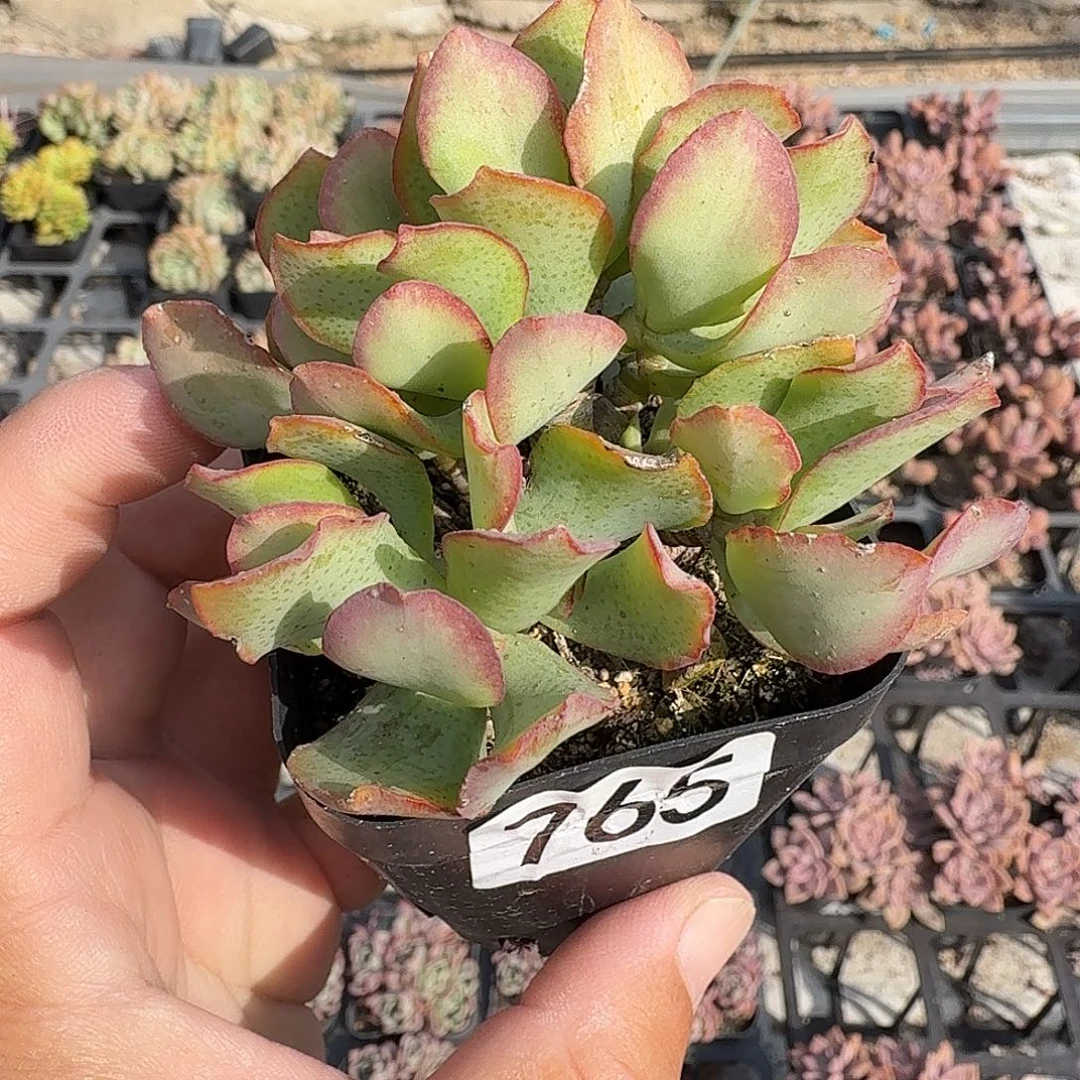 765海带无砍小群满20包邮