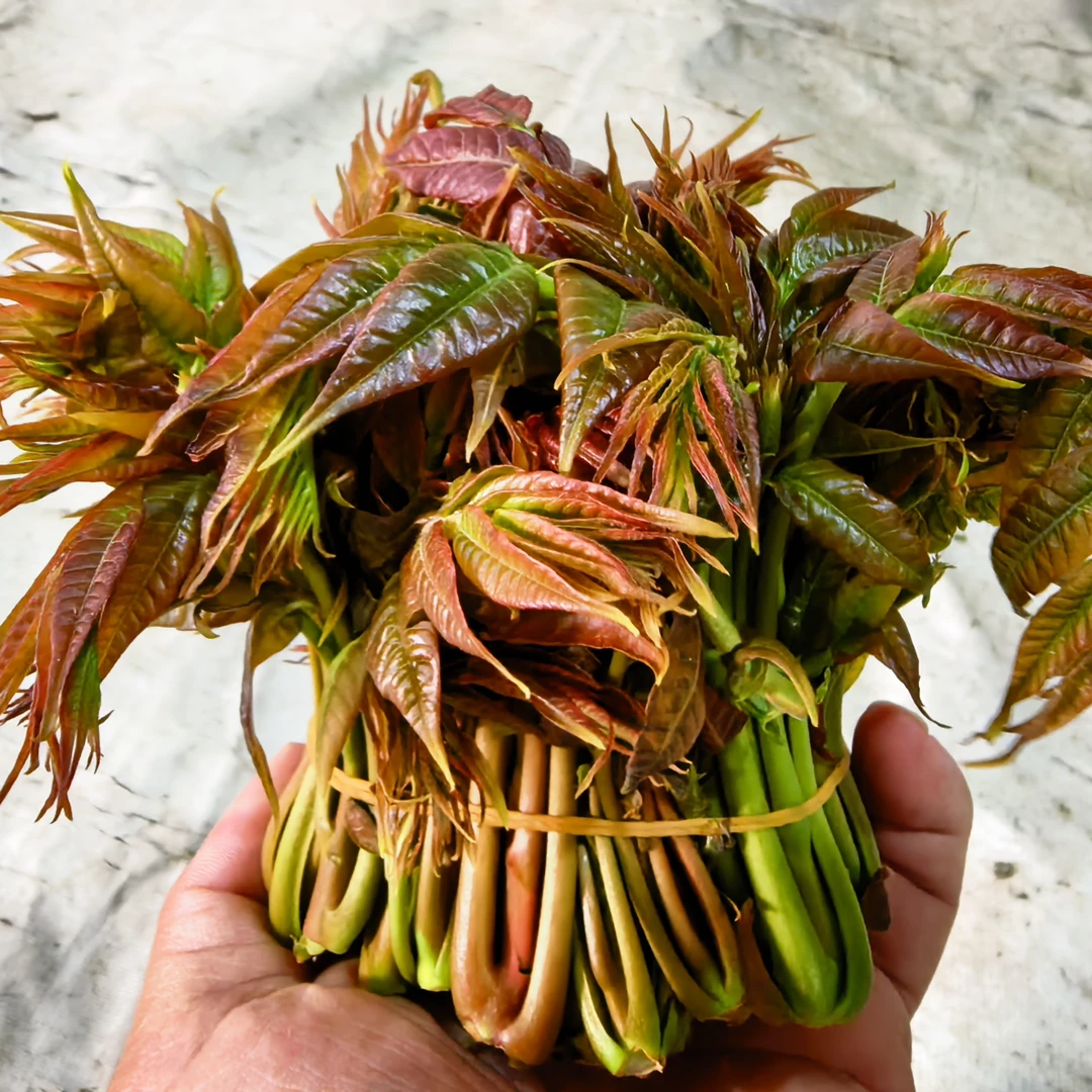 湖北郧西特产香椿芽头茬香椿农产品地理标志