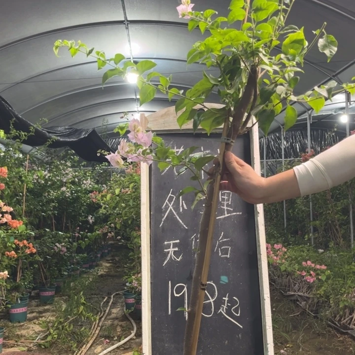 无花朵三角梅三角梅742