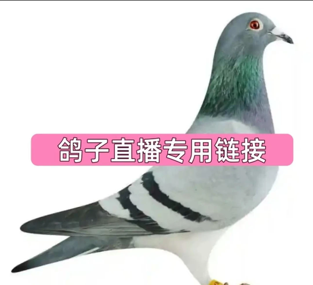 信鸽赛鸽冠军鸽原环种鸽实战家族优质育种鸽
