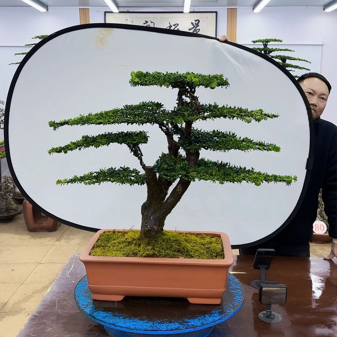 盆景欢迎大家一起来捡漏