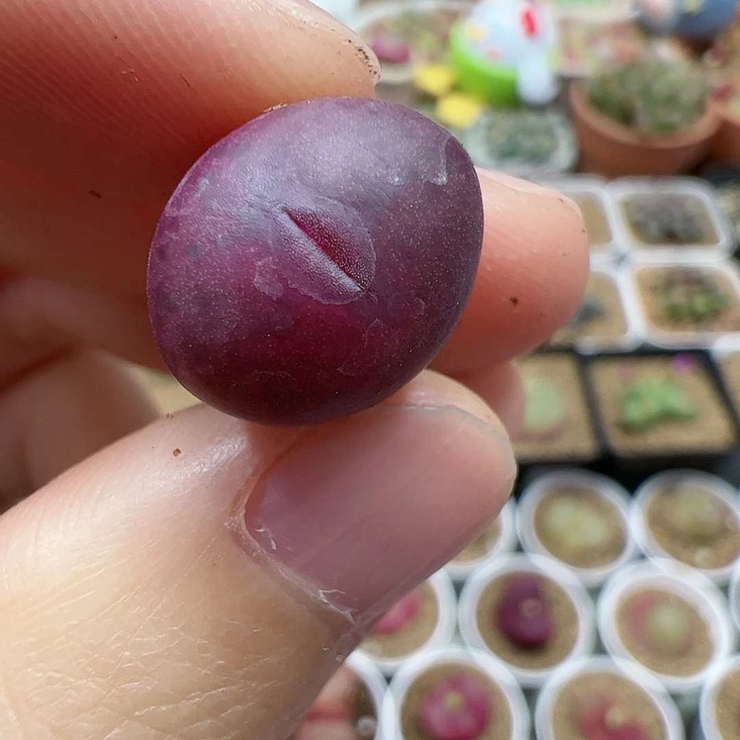 【闪购商品】80 毛x马克