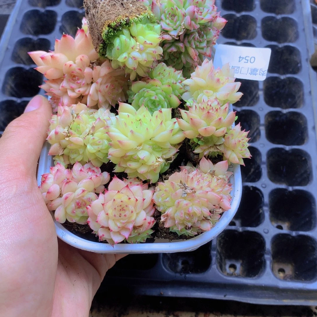 我要去看你了啊我的054