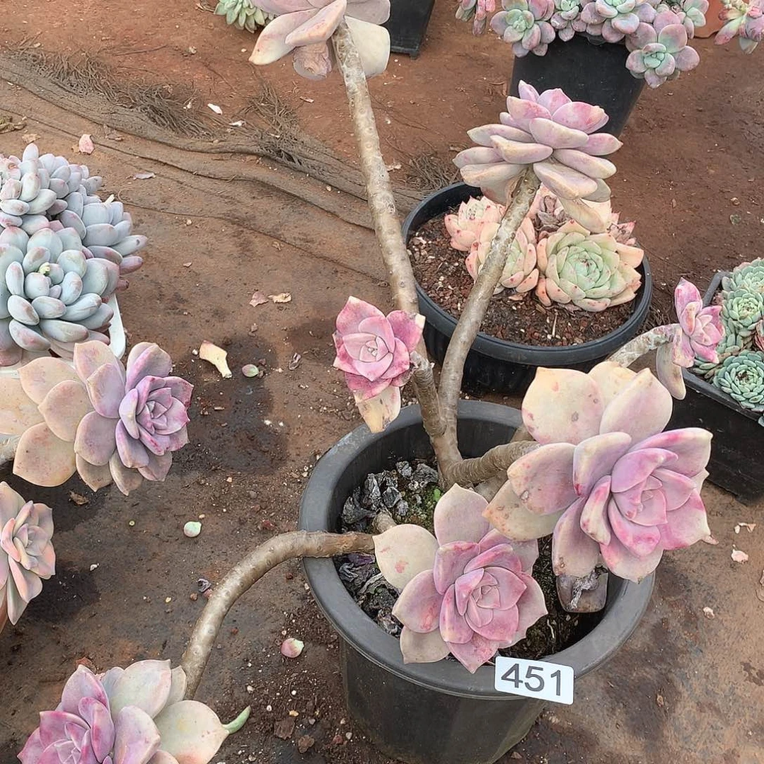 451紫乐一物一拍多肉