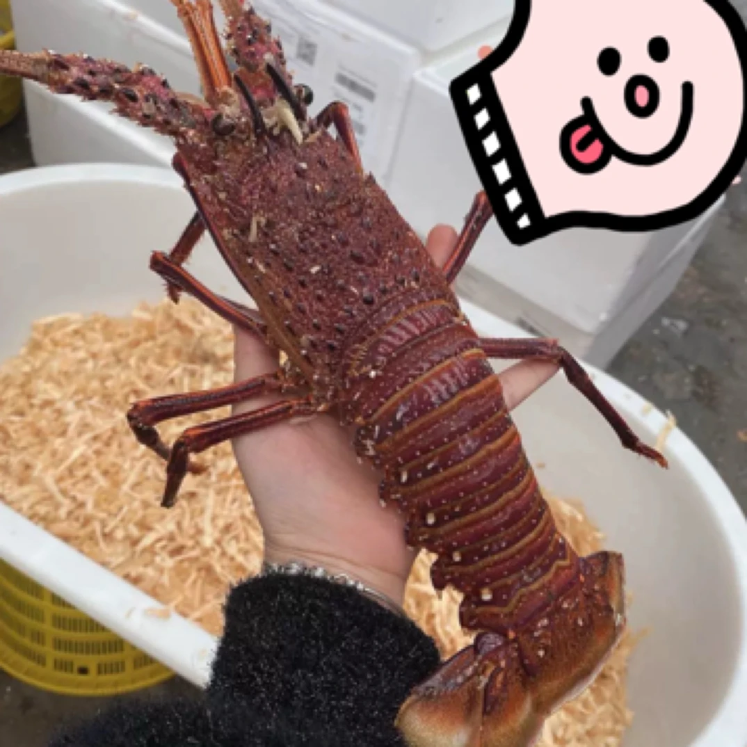 【聪嫂专属】红龙   活发不包活
