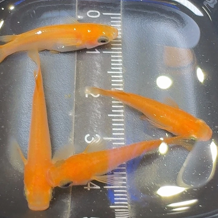 青鳉鱼48号拍品红初恋