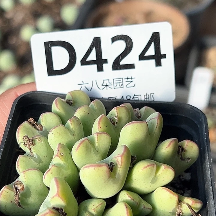 开播福利20头左右少将多肉