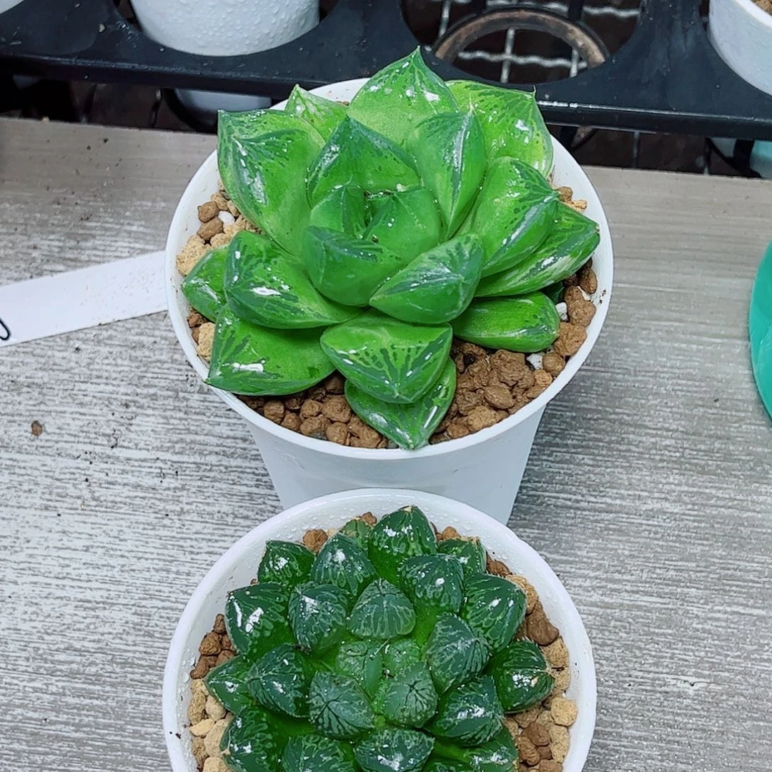 宝草玉露一勿一拍