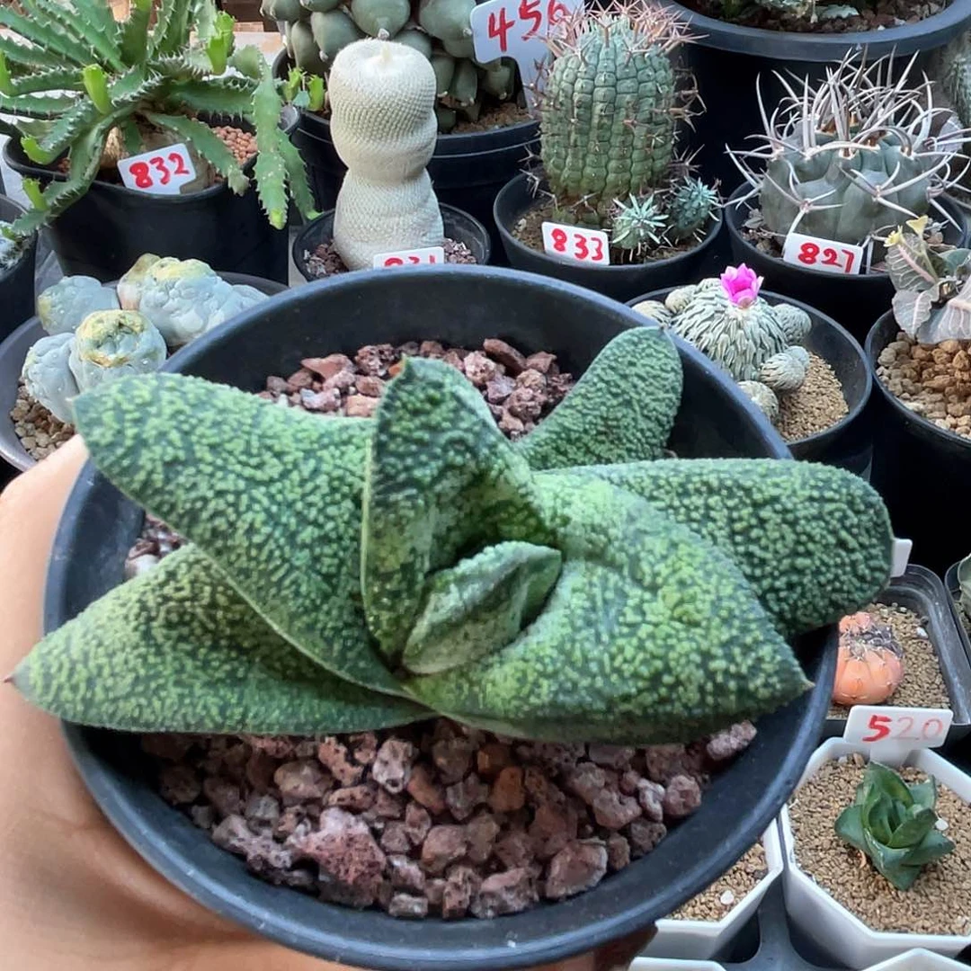 实生鲨鱼掌春嘤啭卧牛